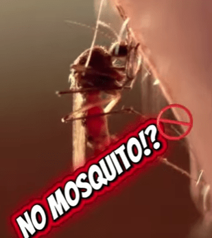 The ONLY Place on Earth with ZERO Mosquitoes! 