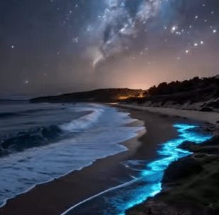 This Beach Glows in the Dark… Here’s Why!